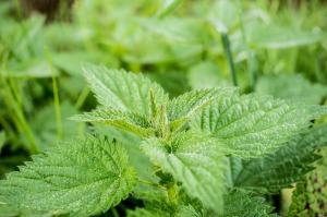 Les produits issus de la phytothérapie sont à traiter comme les médicaments pharmaceutiques.