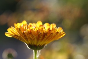 Les effets des plantes sur la phytothérapie sont bénéfiques