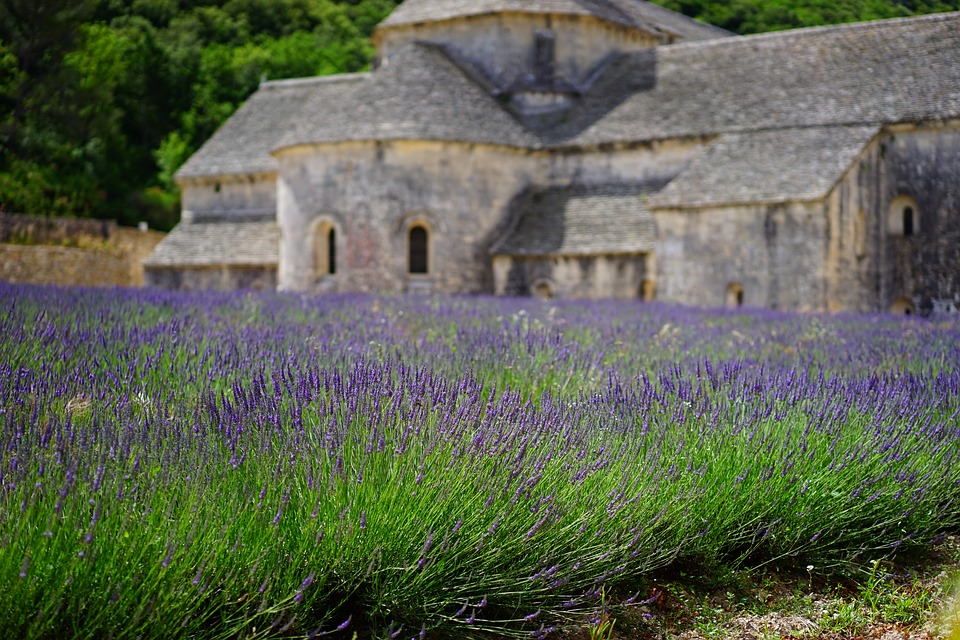 Champs de lavande