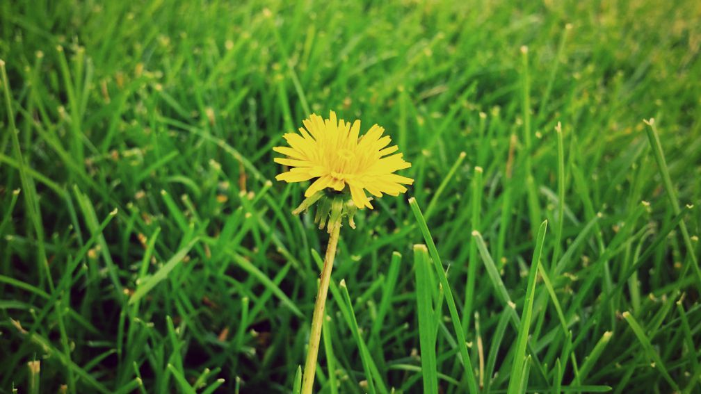 Petit aperçu du pissenlit, un draineur efficace et naturel