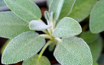 La sauge, une plante pour soulager les bouffées de chaleur pendant la ménopause