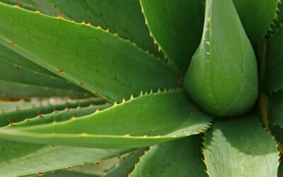 L’aloe vera, une plante aux propriétés hydratantes pour la peau et les cheveux