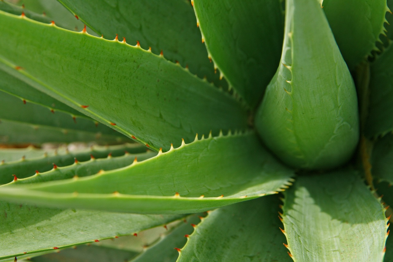 aloe-vera