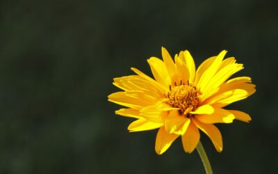 L’arnica, une alliée pour soulager les douleurs musculaires