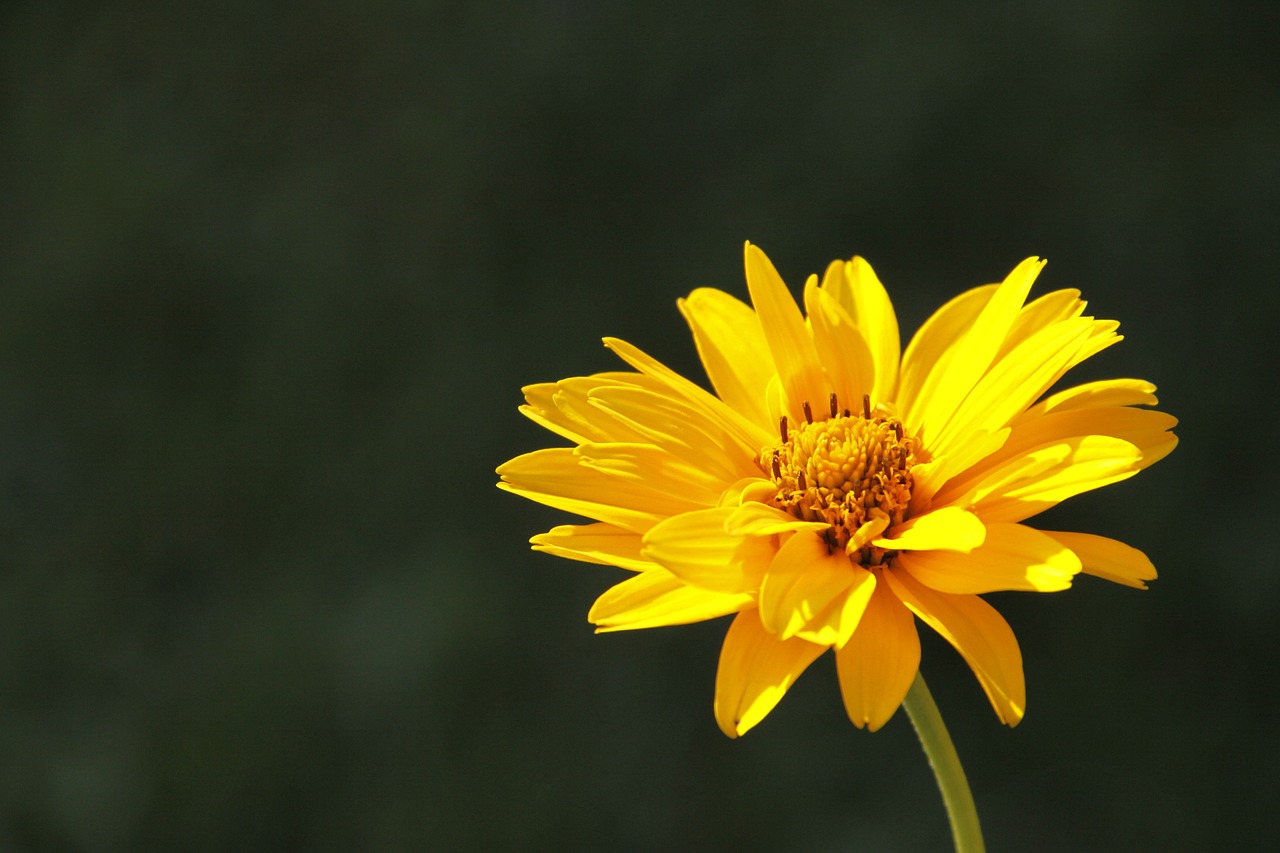 Arnica