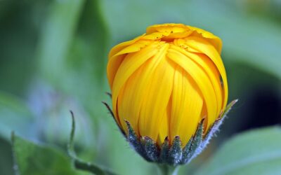 Le calendula, une plante cicatrisante pour soulager les irritations cutanées