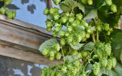 Le houblon, une plante sédative pour lutter contre l’insomnie