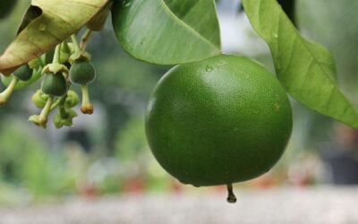 Le pamplemousse, une source naturelle de vitamine C pour booster votre immunité