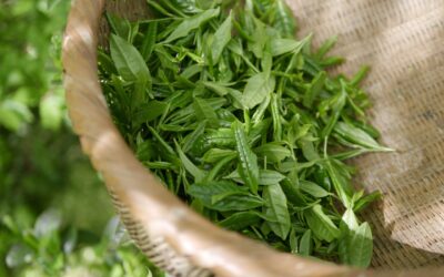 Les vertus diurétiques du thé vert pour éliminer les toxines