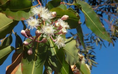 L’eucalyptus, une plante anti-infectieuse pour lutter contre les infections respiratoires