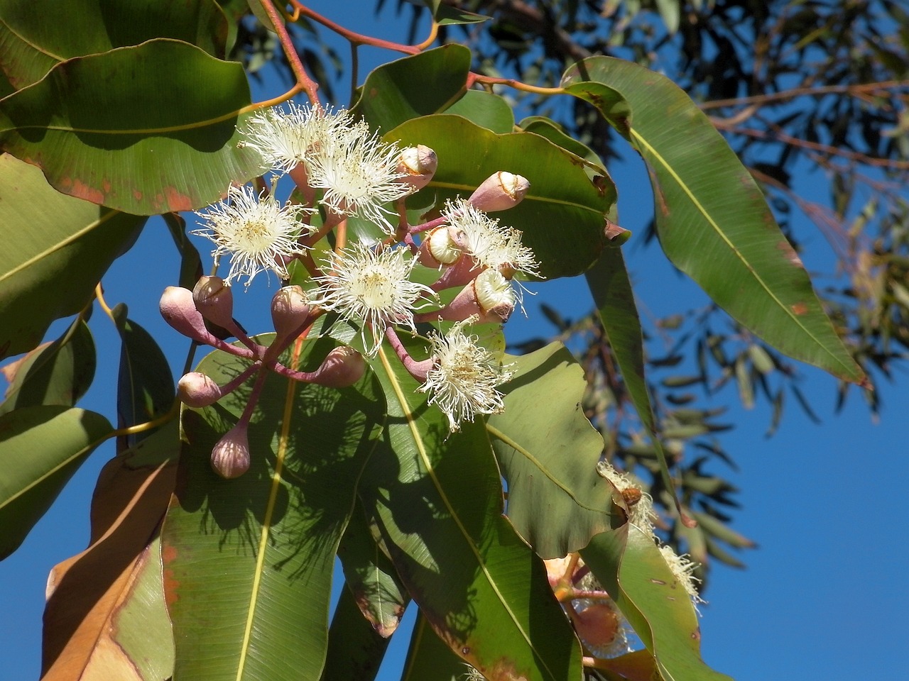 eucalyptus