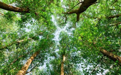 Se reconnecter à la nature : Quels bénéfices pour notre bien-être ?