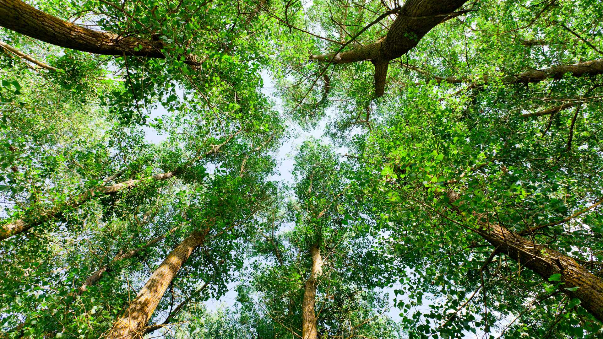 Forêt vu de haut