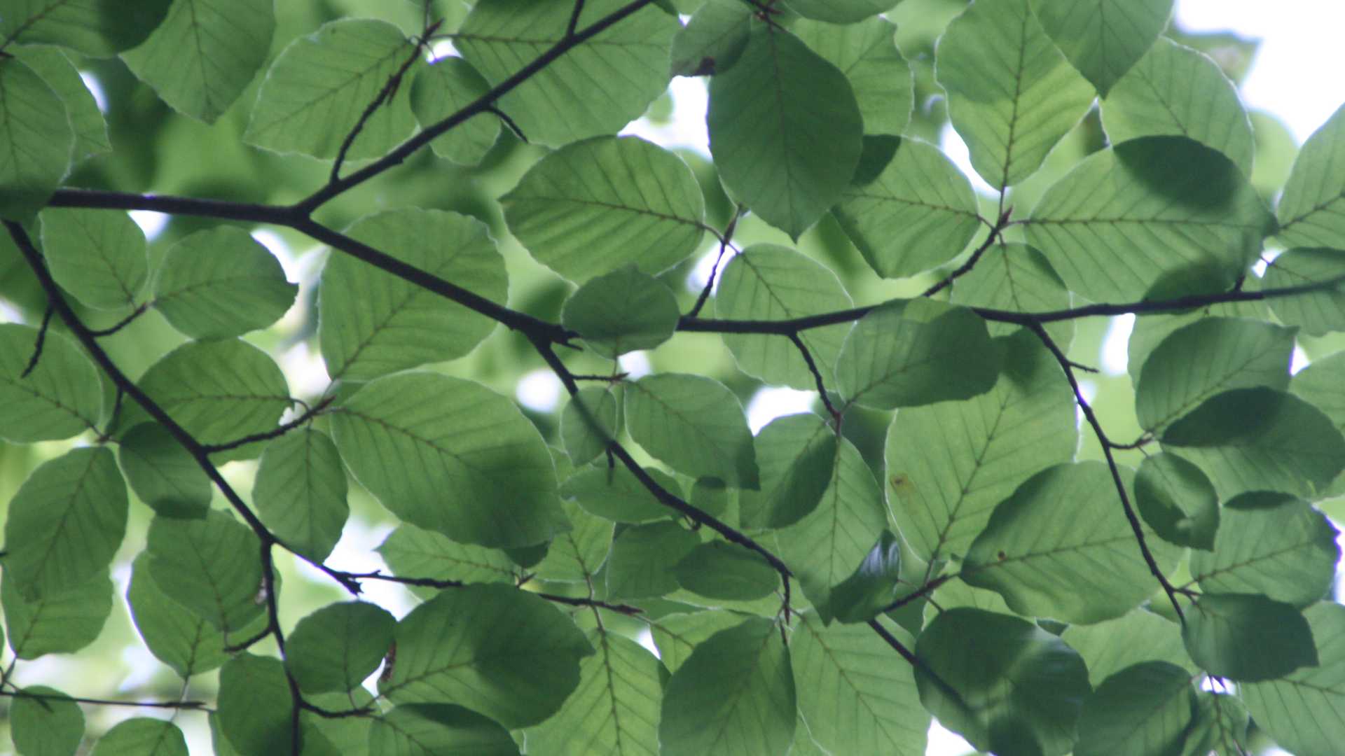 feuillage d'un arbre