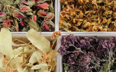 Comment incorporer la phytothérapie dans votre routine beauté quotidienne.
