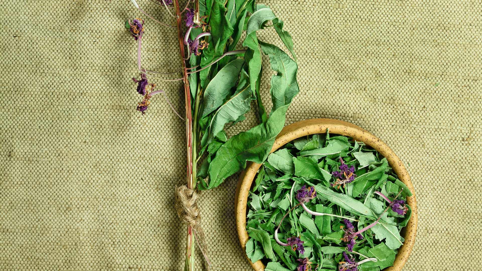 plante médicinale