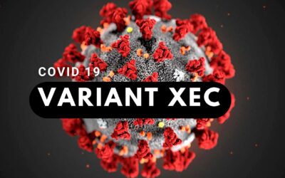 Covid-19 : ce que l’on sait du nouveau variant XEC, qui se propage en Europe